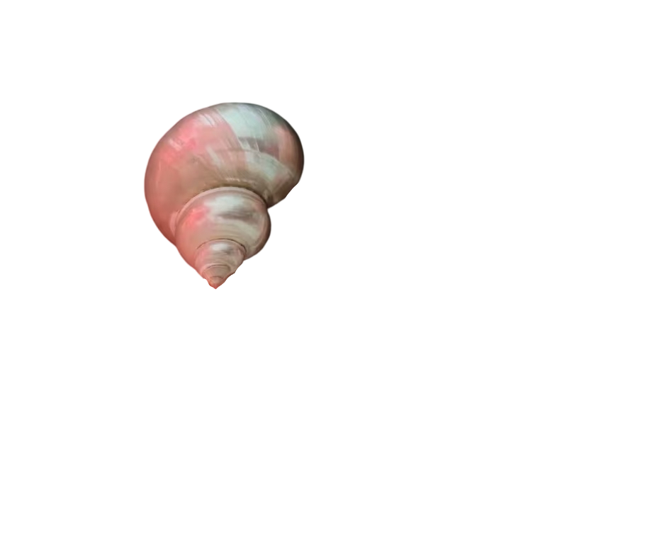 夜光螺