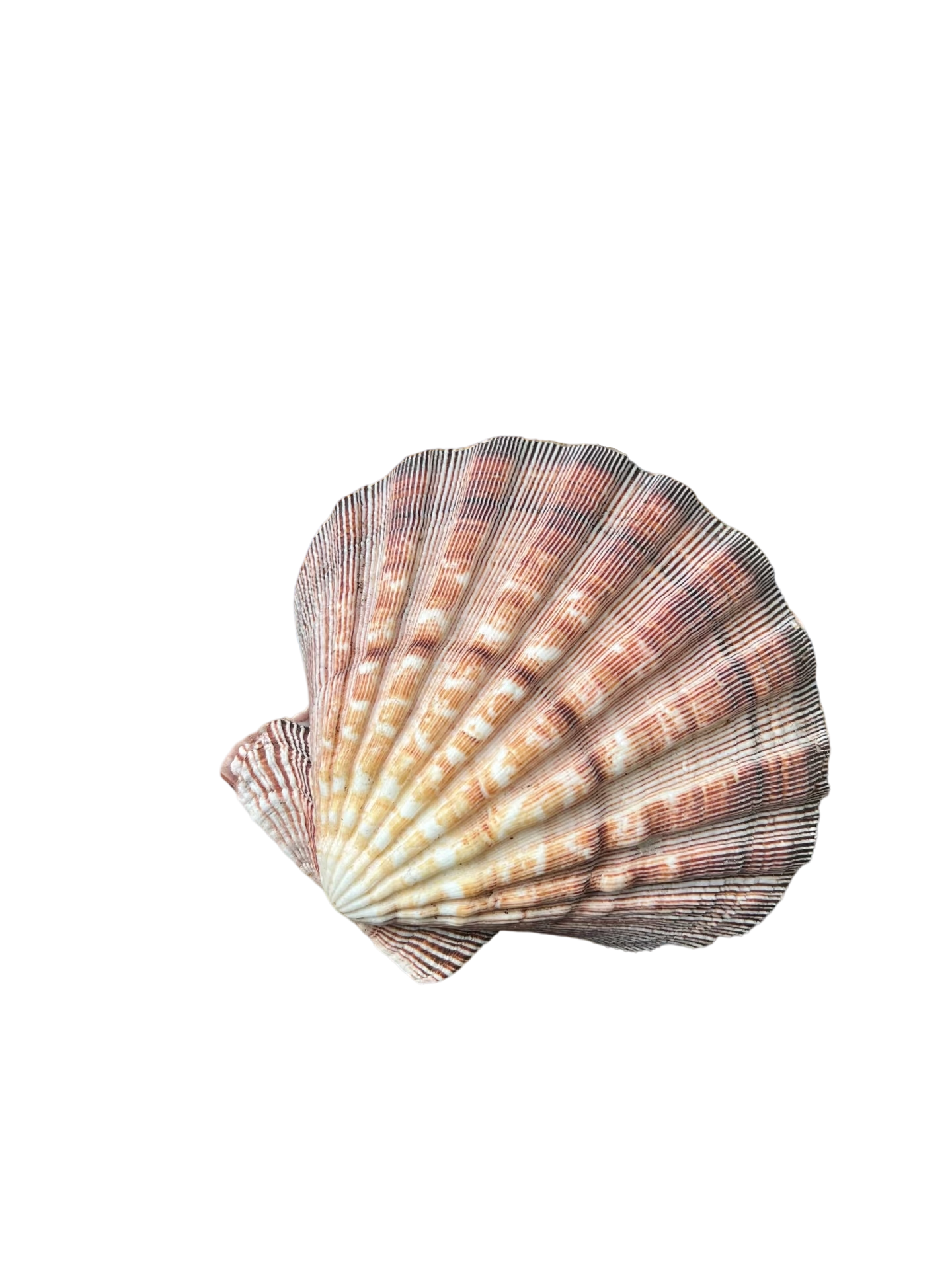 扇贝
